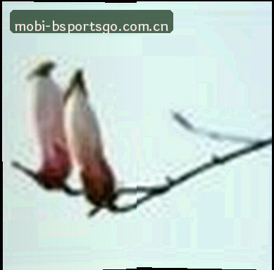 黄丽